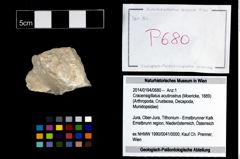Foto (Objekt + Etikett) von Cracensigillatus acutirostrus (Moericke, 1889)  (NHMW-GEO-2014-0194-0680)